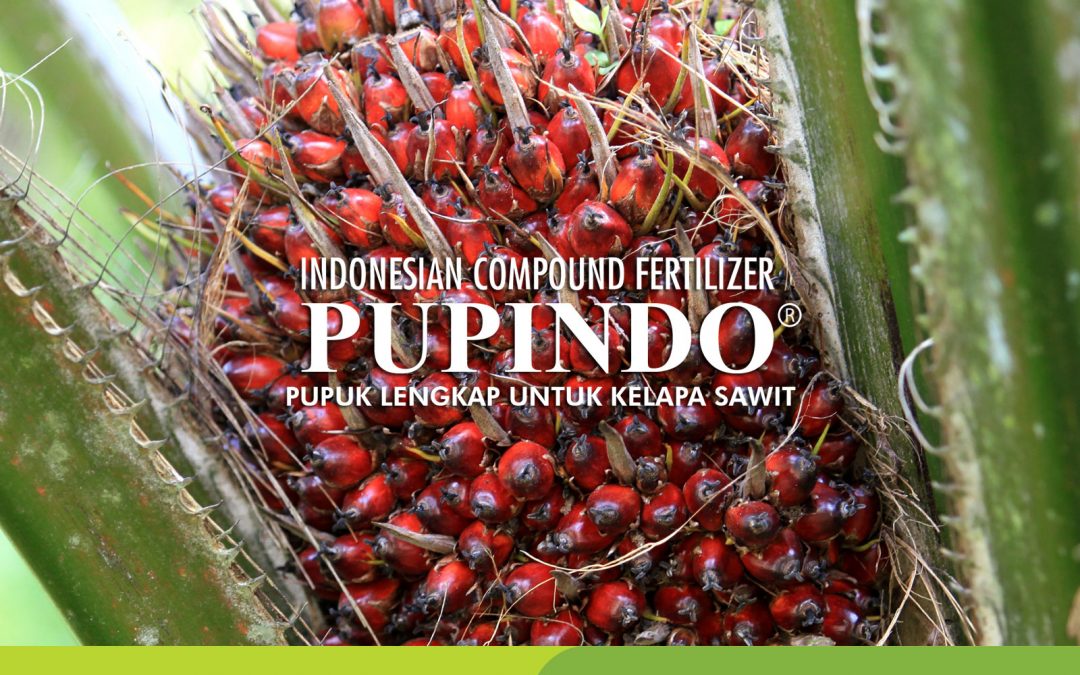 PUPINDO KELAPA SAWIT