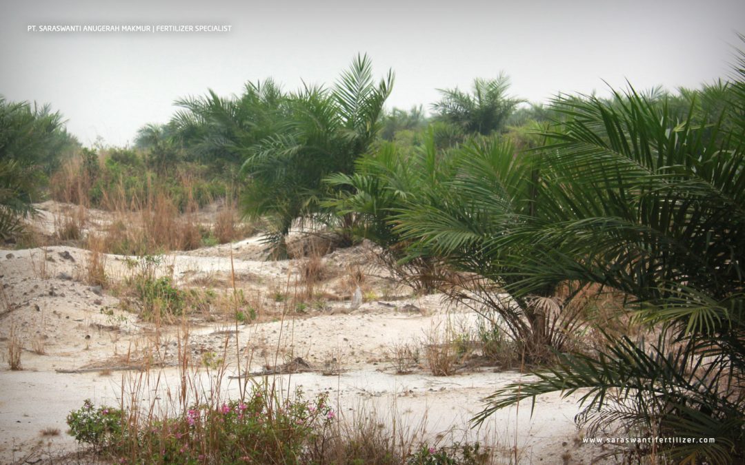 Peningkatan Efektivitas Pupuk di Lahan Marginal Kelapa Sawit