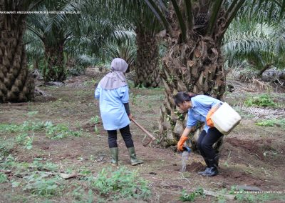 saraswanti pupuknpk aplikasi npk 01